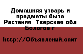 Домашняя утварь и предметы быта Растения. Тверская обл.,Бологое г.